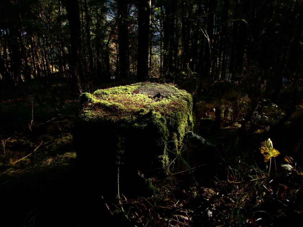 Ceppaia nel bosco