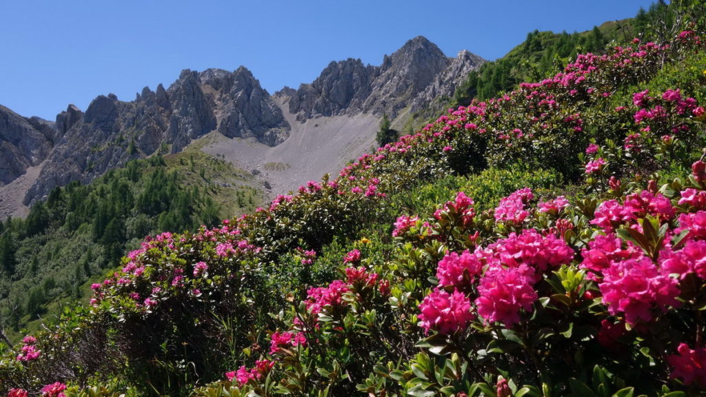 Tudaio di Razzo  e rododendri in salita verso il Col di Sòla